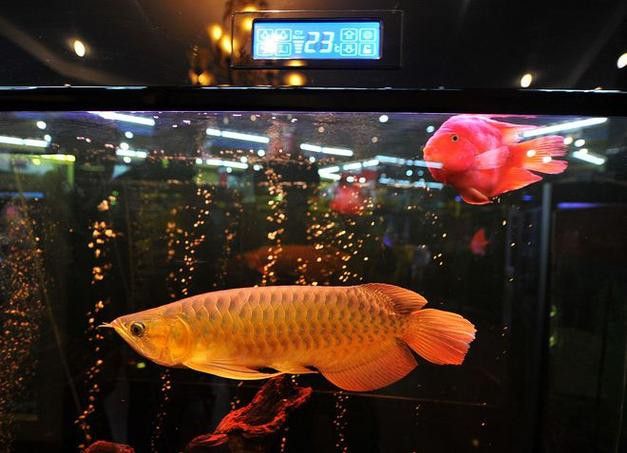 給我一些福龍魚的高清圖片