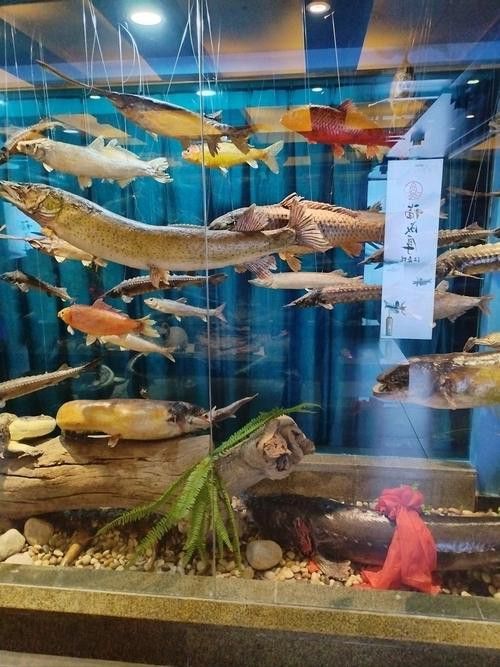 給我一些福龍魚的高清圖片