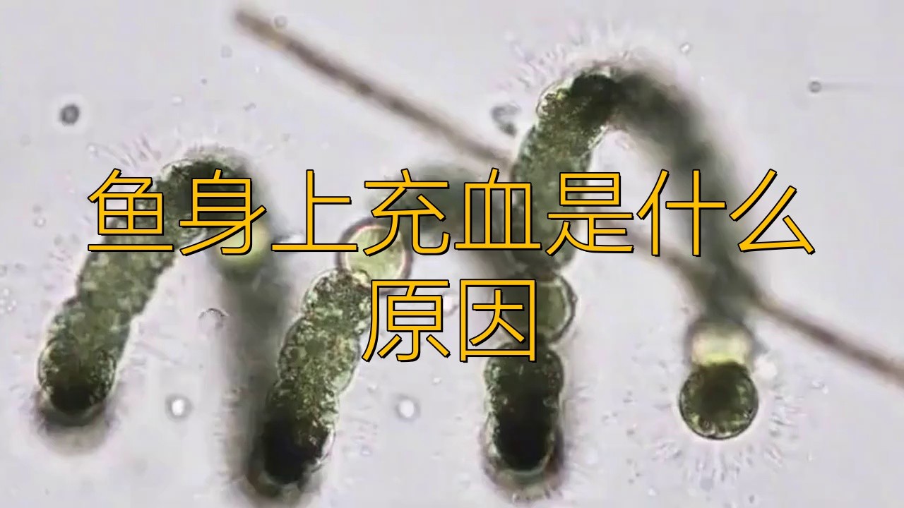 龍魚鱗片充血初期如何處理？ 龍魚鱗片充血初期如何處理？ 龍魚百科 第5張