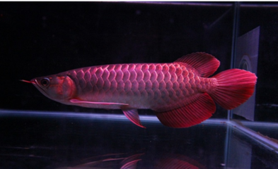 紅龍魚趴缸在水底不動(dòng)是為什么