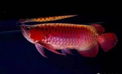 龍魚喂養(yǎng)時間：龍魚的喂養(yǎng)時間是非常重要的
