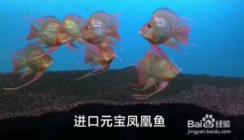 龍魚鳳魚虎魚豬鼻龜：龍魚、鳳魚、豬鼻龜四種觀賞魚的養殖方法與特點