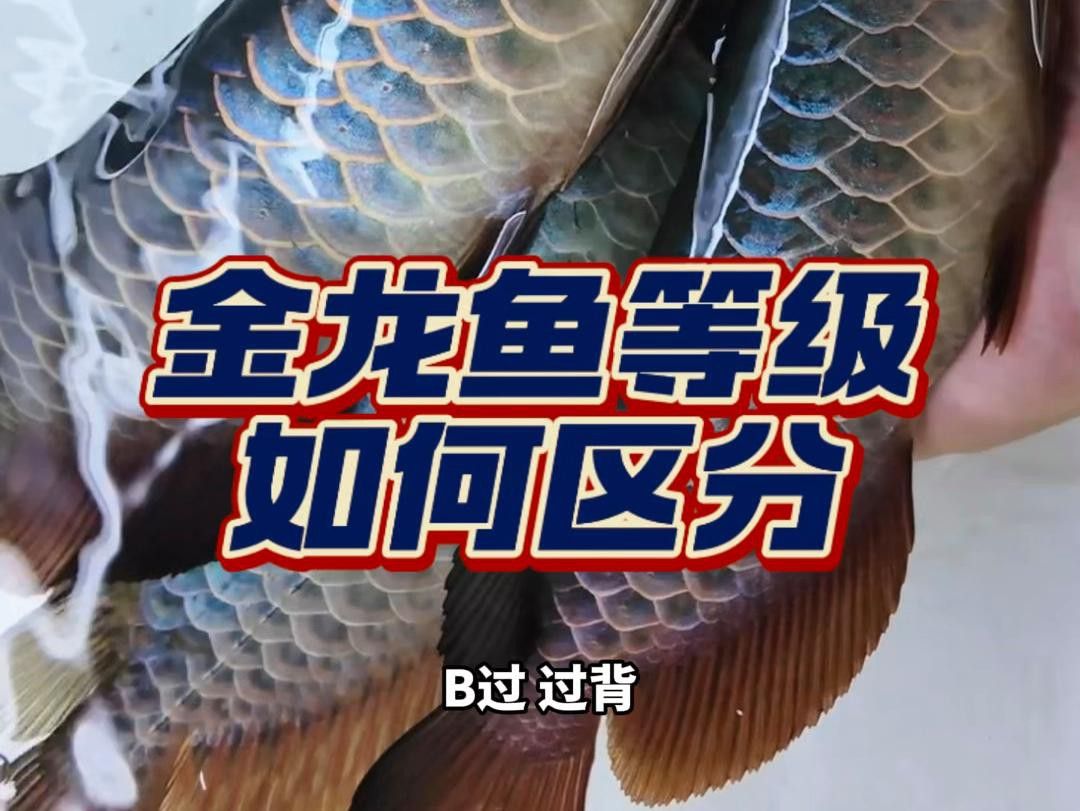 如何辨別古典龍魚的品質？ 如何辨別古典龍魚的品質？ 龍魚百科 第4張