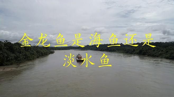 海里金龍魚 海里金龍魚 龍魚百科 第1張