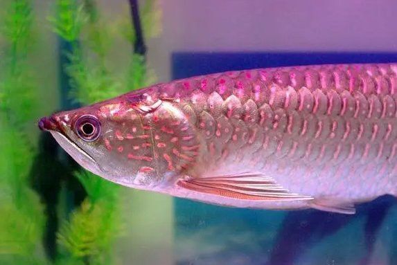 海里金龍魚 海里金龍魚 龍魚百科 第6張