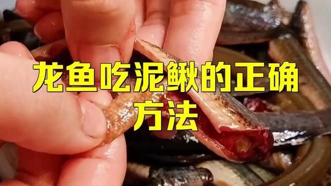 銀龍魚吃不吃泥鰍肉