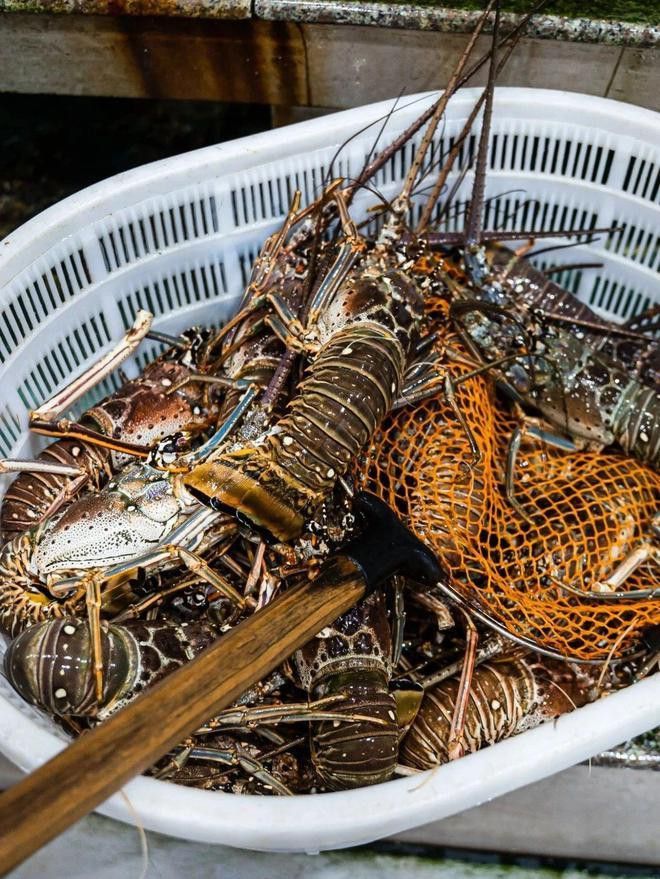 深圳紅龍魚批發(fā)市場在哪里 深圳紅龍魚批發(fā)市場在哪里 龍魚百科