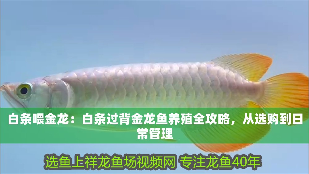 白條喂金龍：白條過背金龍魚養殖全攻略，從選購到日常管理