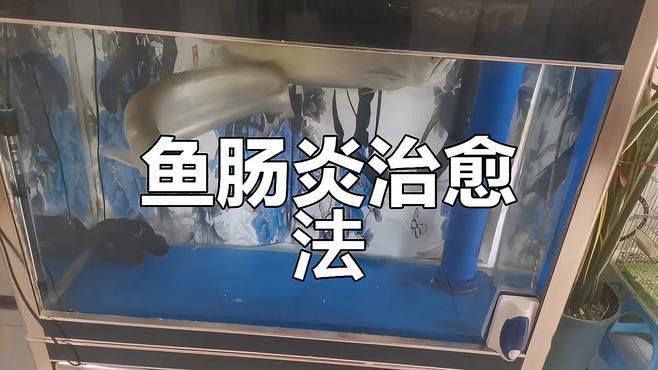 有哪些藥物可以治療龍魚腸炎？