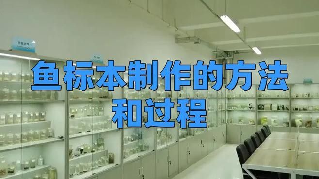 制作龍魚標本需要哪些步驟？