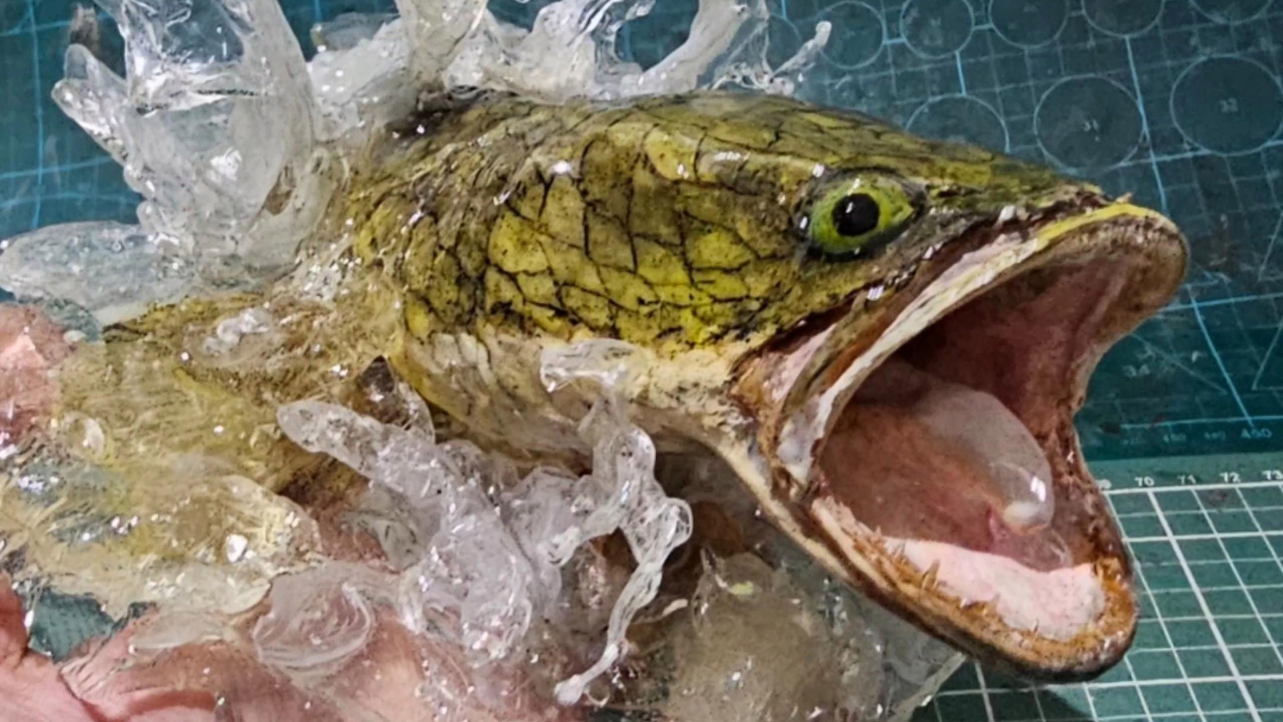 制作龍魚(yú)標(biāo)本需要哪些步驟？