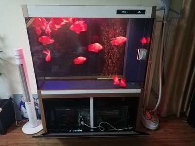 可麗愛魚缸底濾擺放，可麗愛魚缸底濾維護(hù)周期魚缸底濾常見問題及解決方法