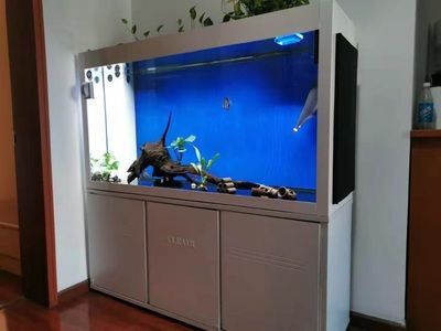 可麗愛魚缸底濾擺放，可麗愛魚缸底濾維護(hù)周期魚缸底濾常見問題及解決方法