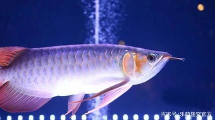 龍魚豎著是怎么回事：龍魚豎著游怎么辦