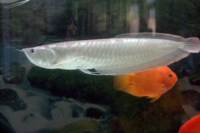 龍魚豎著是怎么回事：龍魚豎著游怎么辦