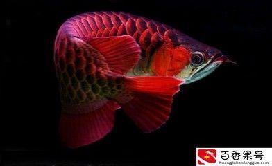 金龍魚觀賞魚吃什么食物好（金龍魚觀賞魚的飲食建議）