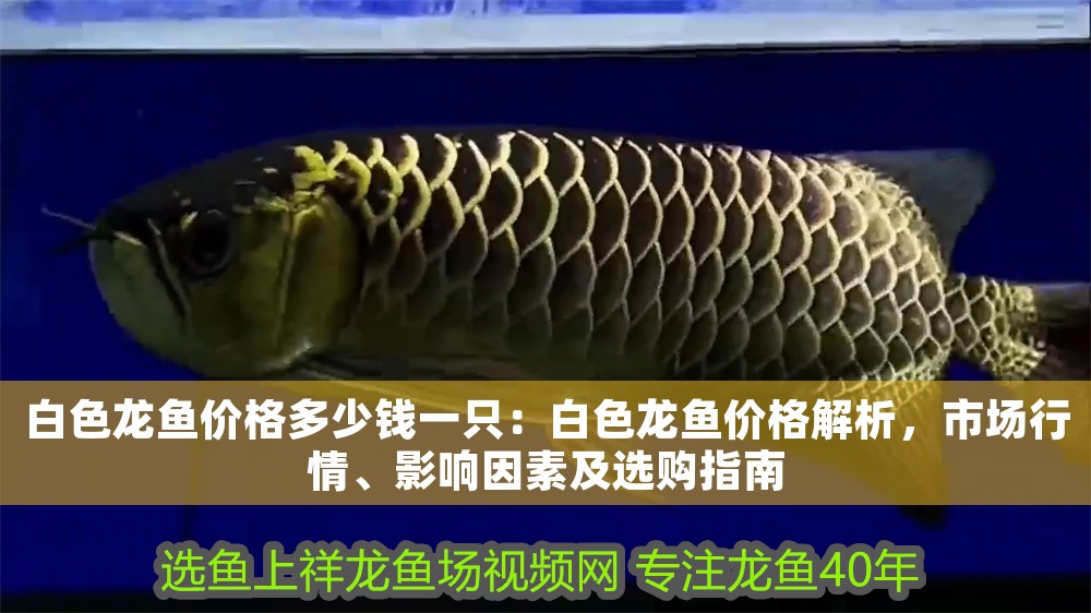 白色龍魚價格多少錢一只：白色龍魚價格解析，市場行情、影響因素及選購指南