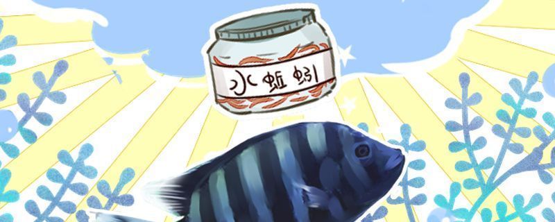 白色龍魚價格多少錢一只：白色龍魚價格解析，市場行情、影響因素及選購指南