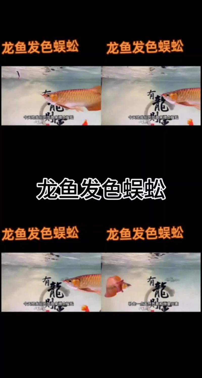 紅龍魚金龍魚銀龍魚的區(qū)別圖片對比