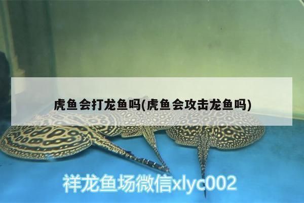 龍魚與虎魚混養打架：如何判斷龍魚和虎魚是否適合混養？