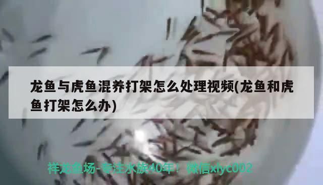 龍魚與虎魚混養打架：如何判斷龍魚和虎魚是否適合混養？