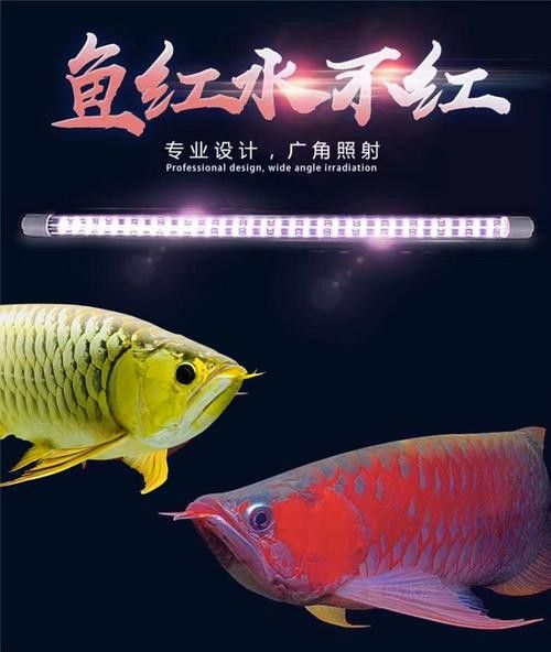 養(yǎng)紅龍魚的注意事項(xiàng)和禁忌：養(yǎng)紅龍魚的注意事項(xiàng)和風(fēng)水禁忌