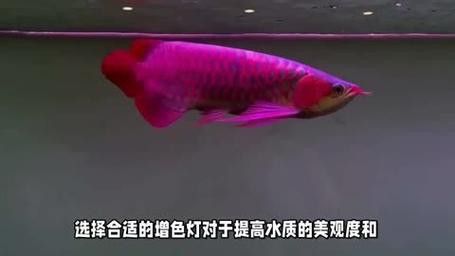 養(yǎng)紅龍魚的注意事項(xiàng)和禁忌：養(yǎng)紅龍魚的注意事項(xiàng)和風(fēng)水禁忌