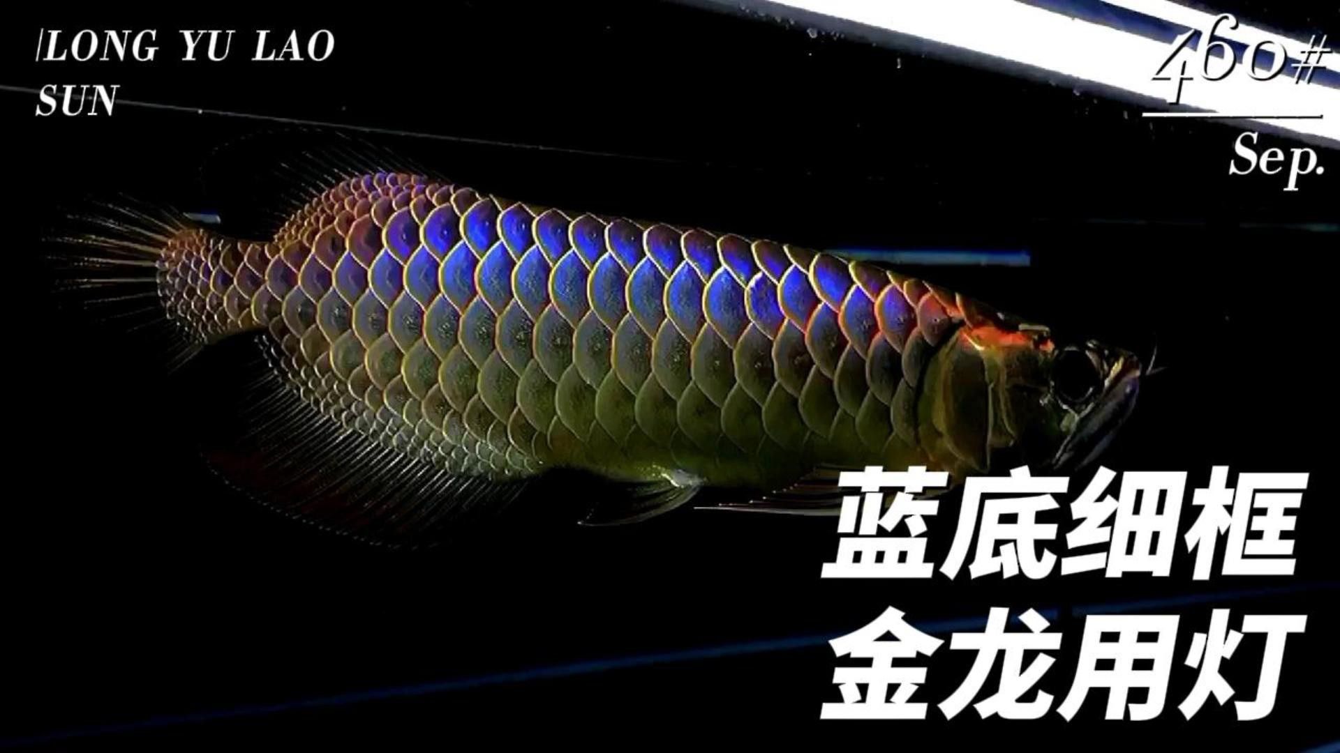 龍魚藍底好還是古典好養