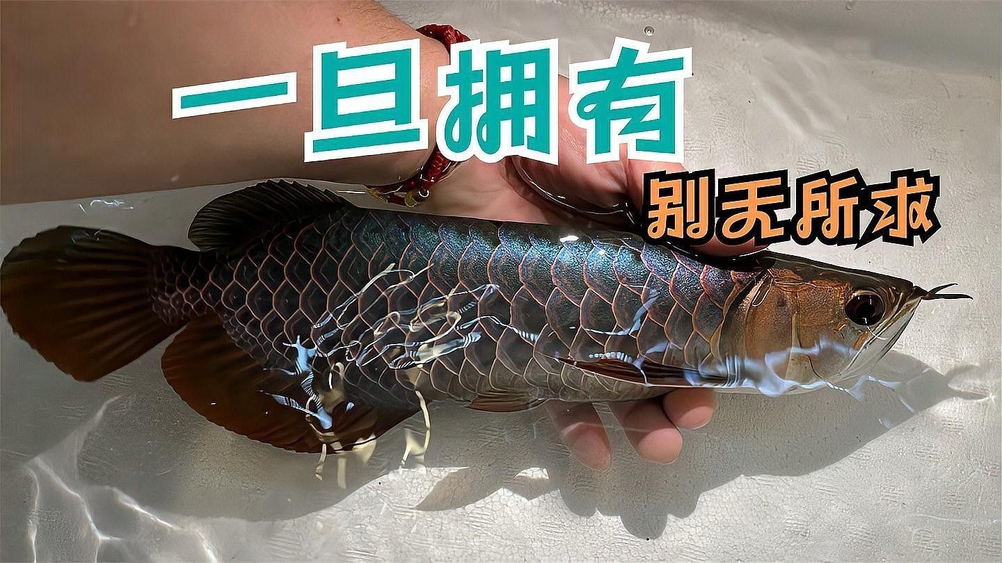 龍魚藍底好還是古典好養