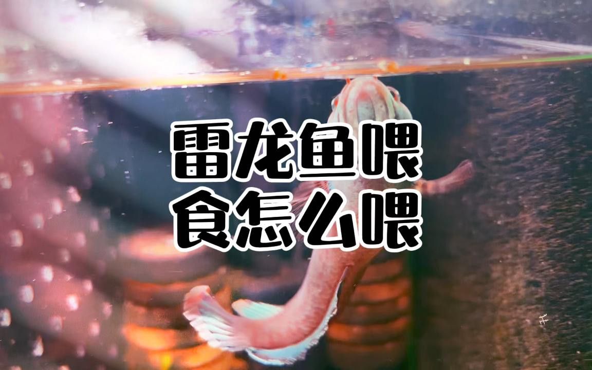 彩虹雷龍魚多久喂一次食物？
