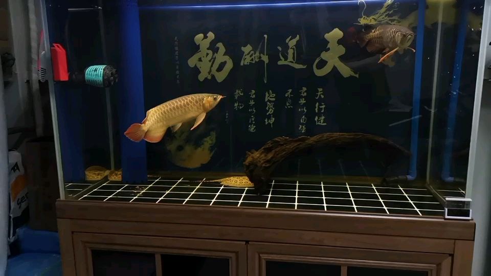 龍魟新搭配
