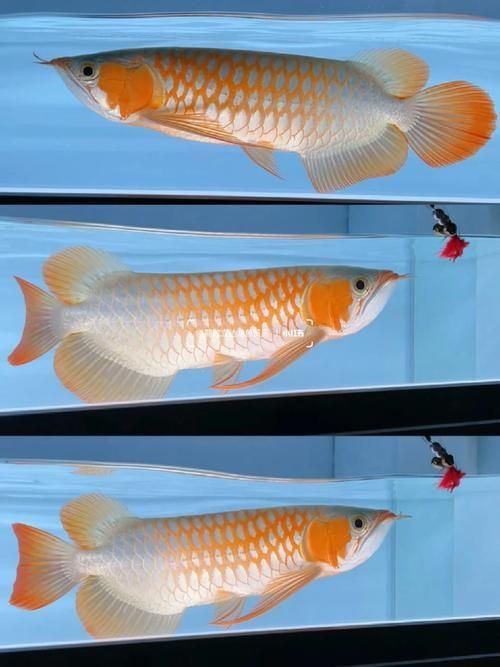 能推薦一些頂級紅龍魚手機(jī)壁紙嗎？