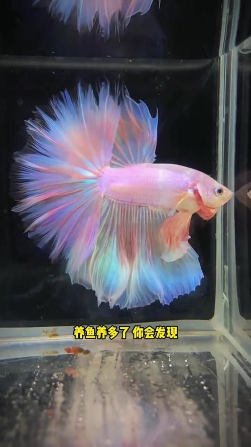 觀賞魚龍魚圖片大全 觀賞魚龍魚圖片大全 龍魚百科 第4張
