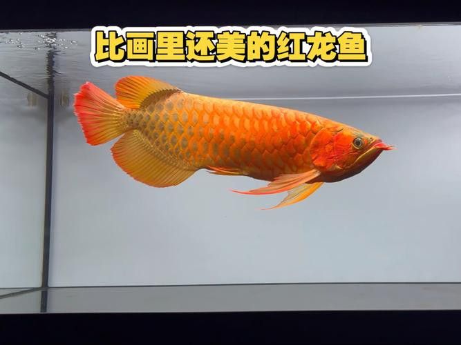 觀賞魚龍魚圖片大全 觀賞魚龍魚圖片大全 龍魚百科 第23張