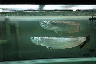 龍魚(yú)和戰(zhàn)船魚(yú)能混養(yǎng)嗎：龍魚(yú)和戰(zhàn)船魚(yú)混養(yǎng)的最佳水溫