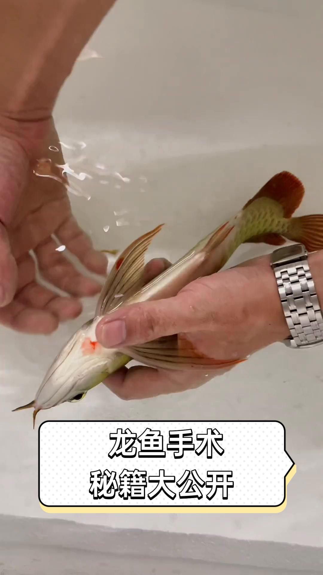 如何判斷龍魚是否完全麻醉？ 如何判斷龍魚是否完全麻醉？ 龍魚百科 第3張