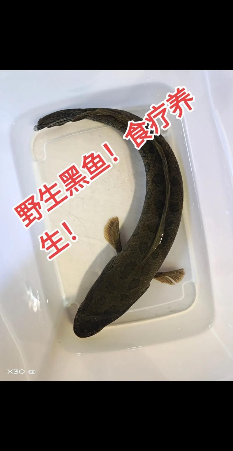 哪個品種的黑魚最貴？