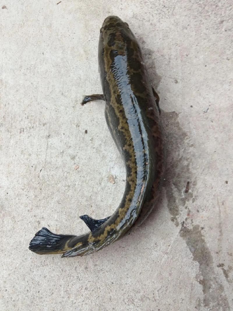 哪個品種的黑魚最貴？
