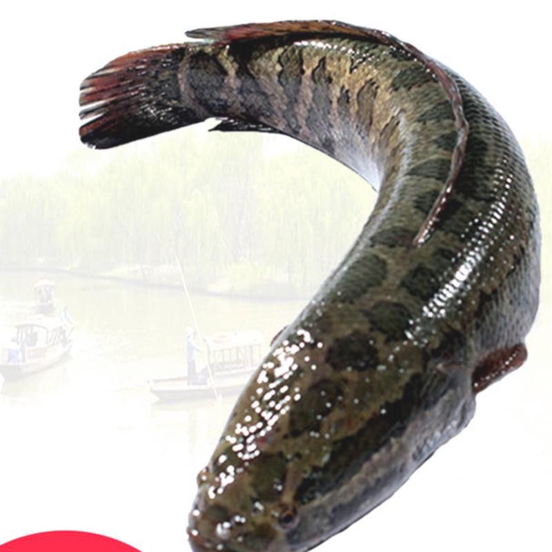 哪個品種的黑魚最貴？