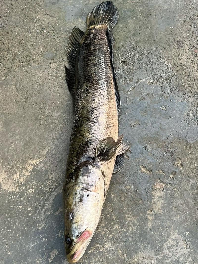 哪個品種的黑魚最貴？