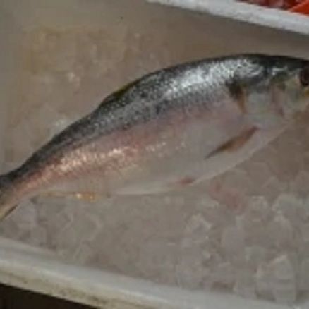 緬甸有哪些野生魚 緬甸有哪些野生魚 龍魚百科 第3張