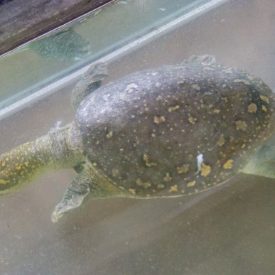緬甸有哪些野生魚 緬甸有哪些野生魚 龍魚百科 第4張