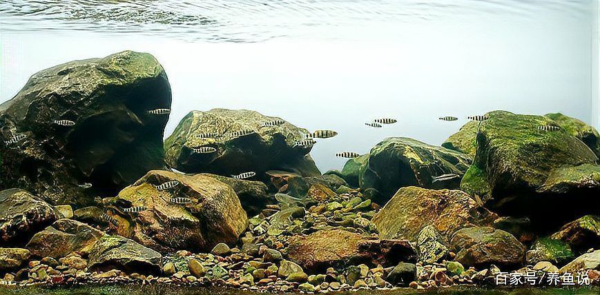 藍(lán)玉鳳凰和什么魚混養(yǎng)