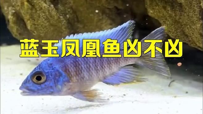 藍(lán)玉鳳凰和什么魚混養(yǎng)