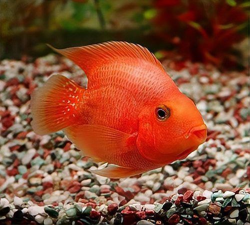 藍(lán)玉鳳凰和什么魚混養(yǎng)