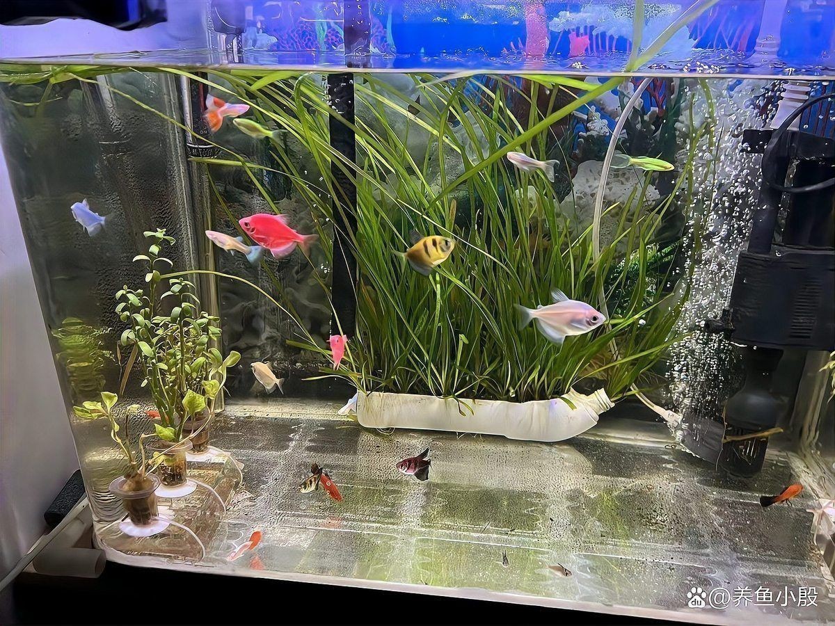 藍(lán)玉鳳凰和什么魚混養(yǎng)