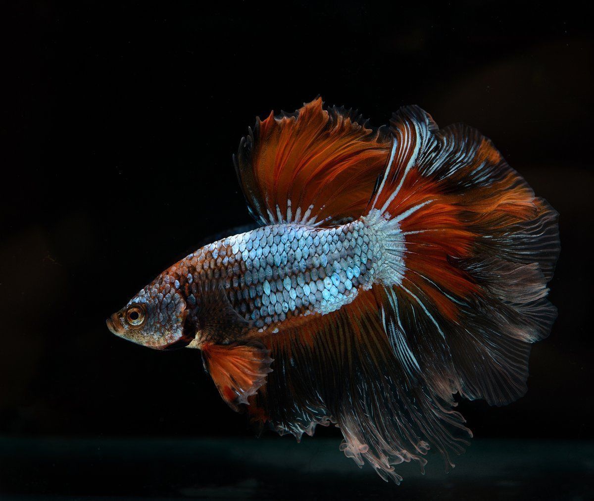 藍(lán)玉鳳凰和什么魚混養(yǎng)