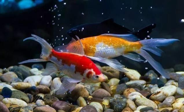龍魚入新缸兩天吃食怎么辦（龍魚入缸初期喂食技巧分享龍魚水質管理技巧分享） 龍魚入新缸兩天吃食怎么辦（龍魚入缸初期喂食技巧分享龍魚水質管理技巧分享） 龍魚百科 第2張