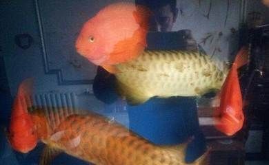 龍魚交易群：龍魚交易群是專門針對養龍魚的人建立的一個社交平臺