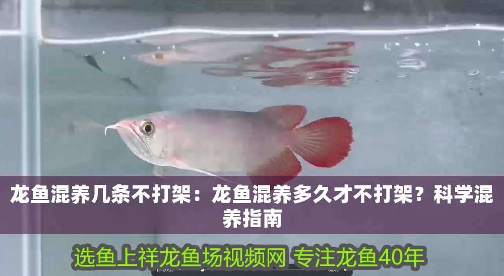 龍魚混養(yǎng)幾條不打架：龍魚混養(yǎng)多久才不打架？科學混養(yǎng)指南